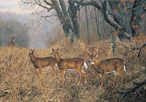 Framed New Arrival Print