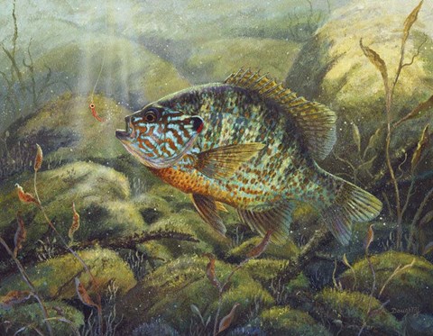 Framed Pumpkin Seed Print