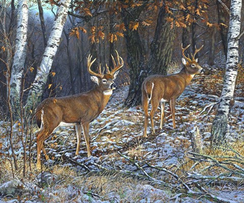 Framed Buck And A Half Print