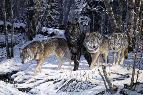 Framed On The Night Trail Print