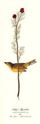 Framed Selby&#39;s Flycatcher Print