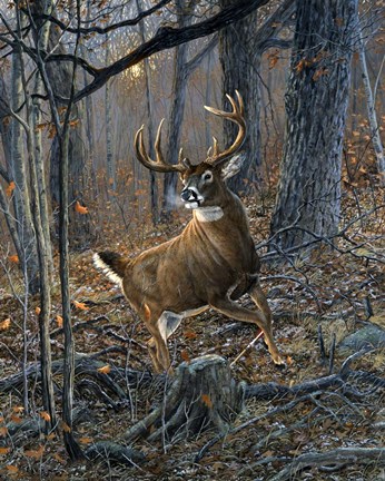 Framed Buck Fever Print