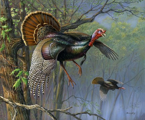 Framed Down From The Roost Print