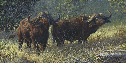 Framed Mbogo Challenge Print