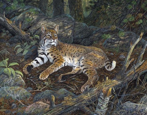 Framed Eyes Of The Deep Woods Print