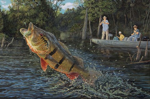 Framed Where Peacocks Fly Print