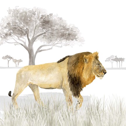 Framed Serengeti Lion Square Print