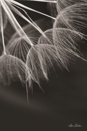 Framed Goatsbeard I Print