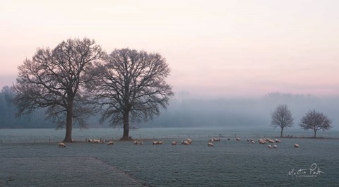 Framed Sheep on a Cold Morning Print