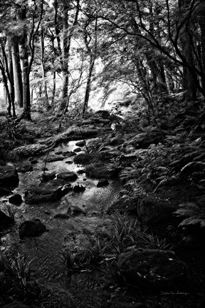 Framed Lush Creek in Forest BW Print