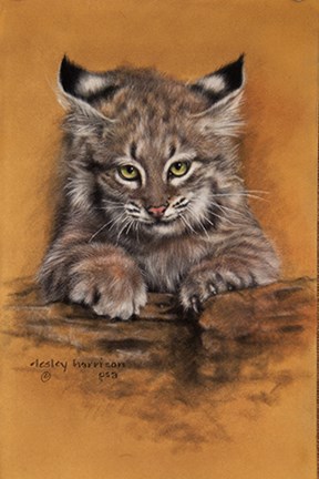 Framed Bobcat Print