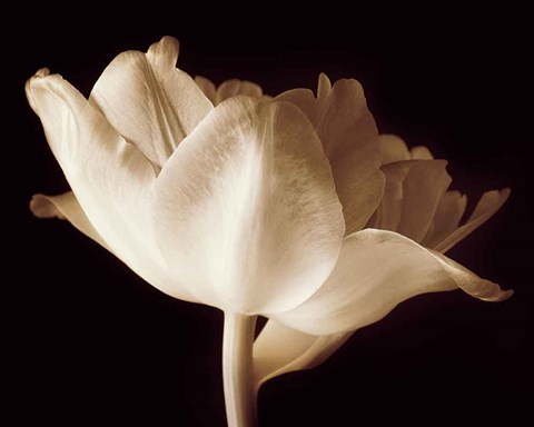 Framed Champagne Tulip IV Print