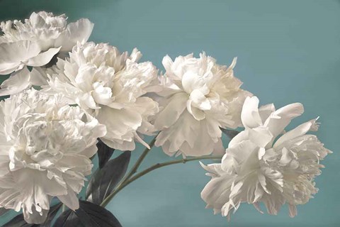 Framed Snow White Print