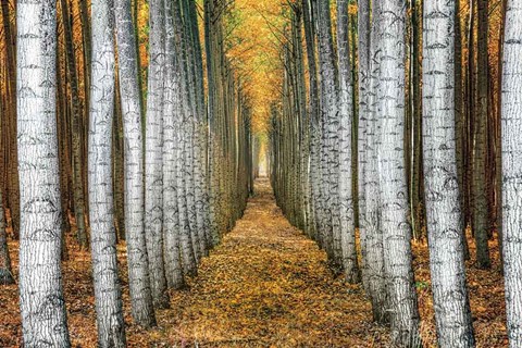 Framed Tree Farm Print