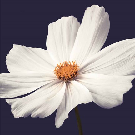 Framed Cosmos II Print