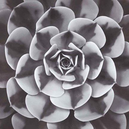 Framed Natural Designs III Print