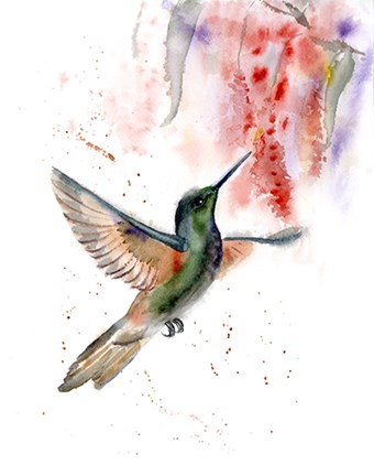 Framed Hummingbird II Print