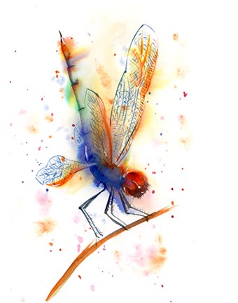 Framed Dragonfly II Print