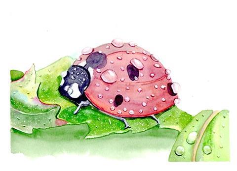 Framed Ladybug Print