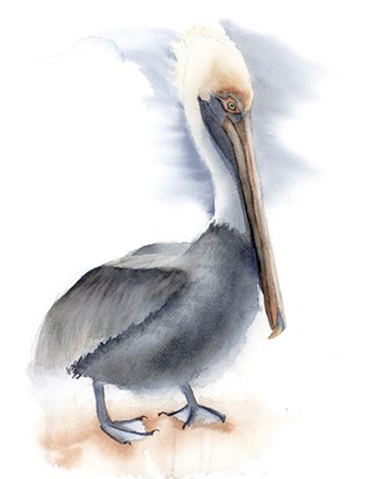 Framed Pelican Print