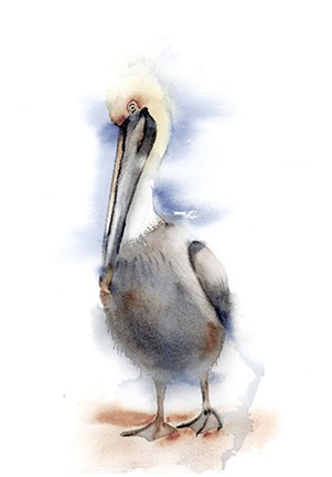 Framed Pelican II Print