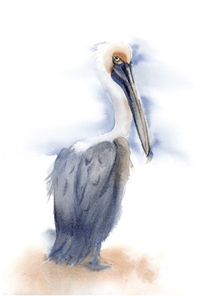 Framed Pelican III Print