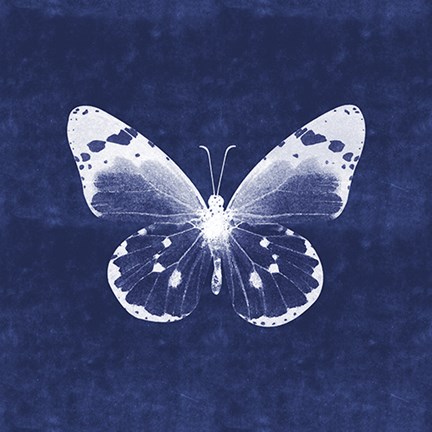 Framed White Butterfly I Print