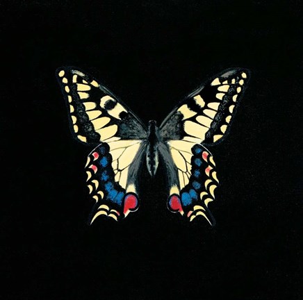 Framed Butterfly on Black Print