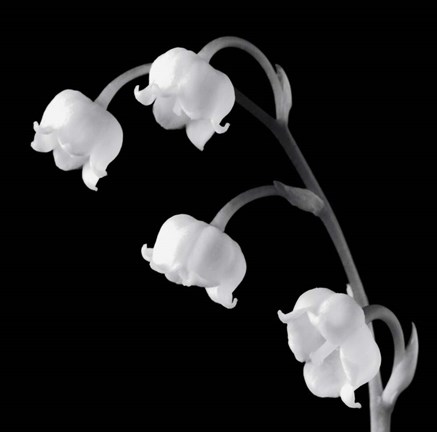 Framed Spring Bells I Print