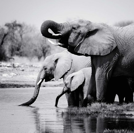 Framed Namibia Elephants Print