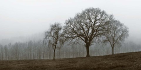 Framed Autumn Fog Print