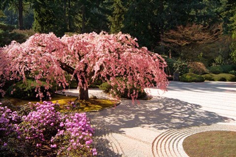 Framed Cherry Tree Blossoms Over A Rock Garden In The Japanese Gardens In Portland&#39;s Washington Park, Oregon Print