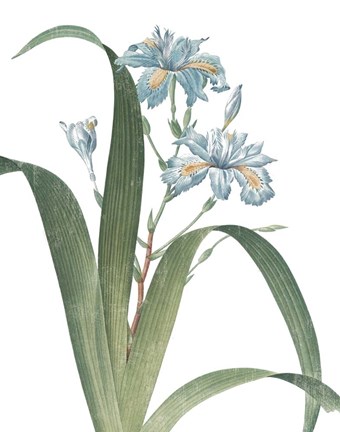 Framed Summer Botanicals III on White Print