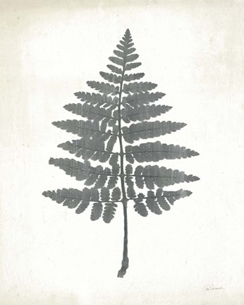 Framed Chalkboard Fern II Print