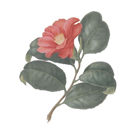 Framed Monument Etching Tile Flowers VII Print