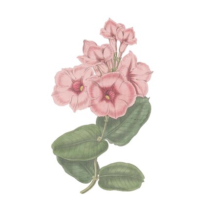 Framed Monument Etching Tile Flowers VI Print