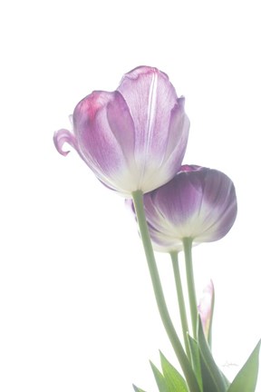 Framed Tulip Time III Print