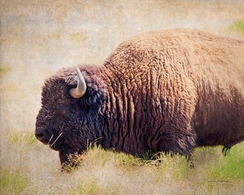 Framed Buffalo II Print