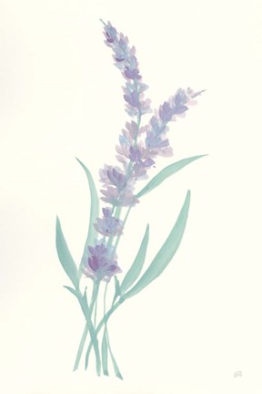 Framed Lavender II Print