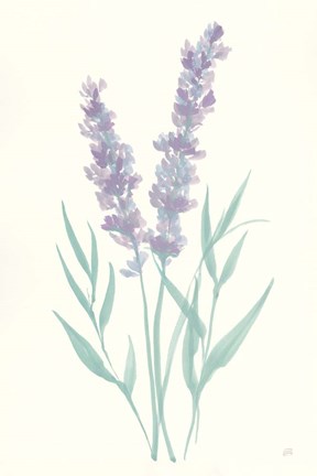 Framed Lavender I Print