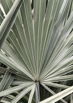 Framed Organic Palm I Print
