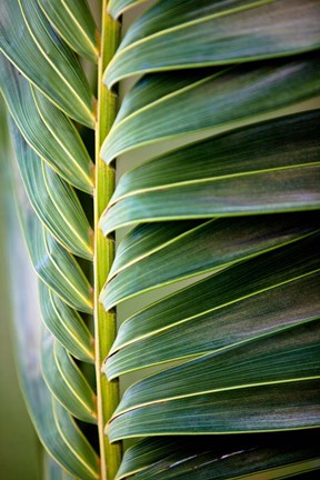 Framed Palma I Print