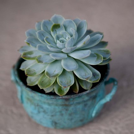 Framed Little Succulent Print