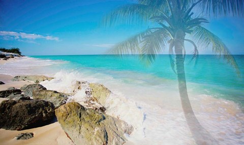 Framed Palm by the Rocks Print