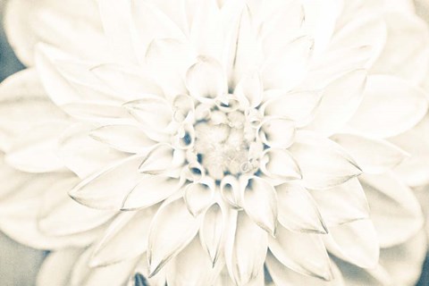 Framed Bright White Bloom I Print