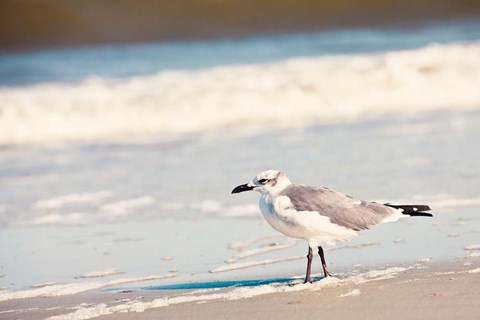 Framed See the Seagull Print