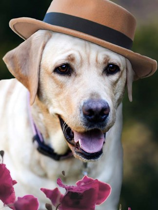 Framed Dapper Dog Print