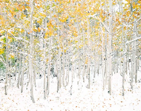 Framed Quaking Aspens Print