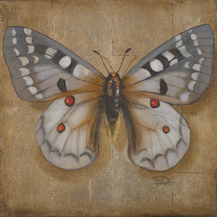Framed Butterfly II Print