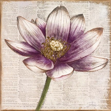 Framed Defined Lotus II Print